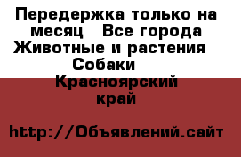 Передержка только на месяц - Все города Животные и растения » Собаки   . Красноярский край